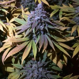 Grandaddy Purple