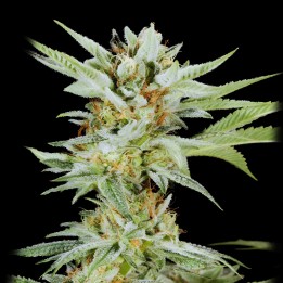 Lemon Gelato