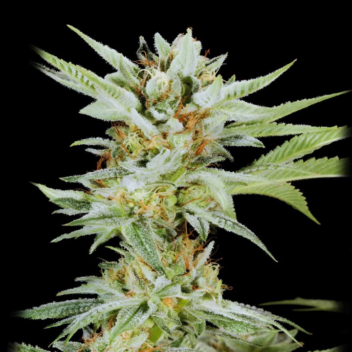 Lemon Gelato
