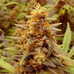 Lemon Haze