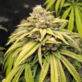 Lemon Kush