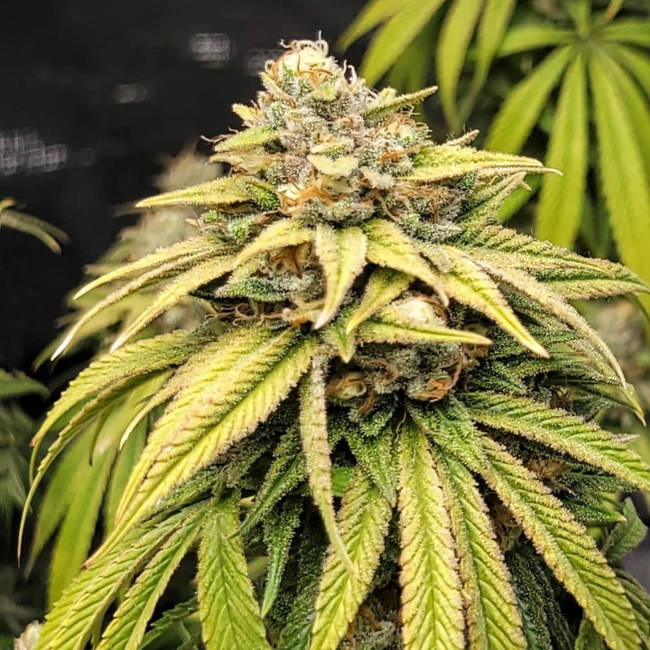 Lemon Kush