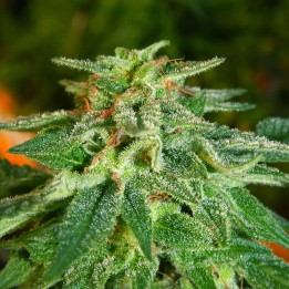 Master Kush