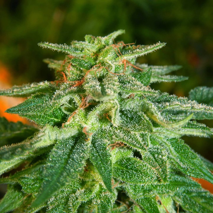Master Kush