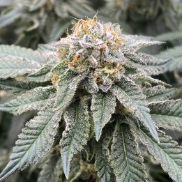 Mimosa