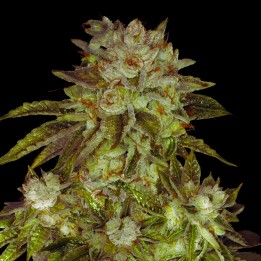 MK Ultra