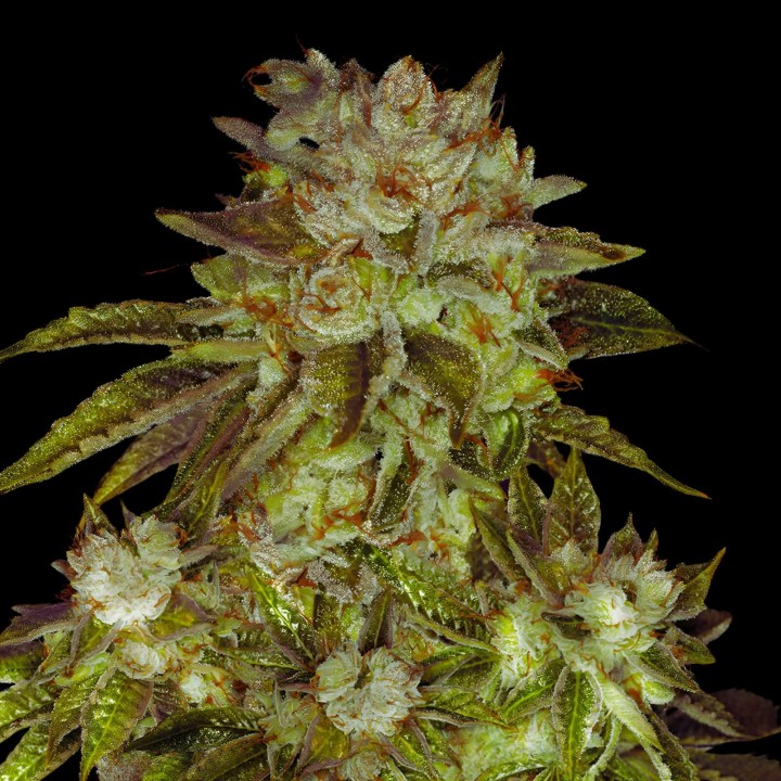 MK Ultra