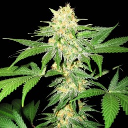 Orange Bud
