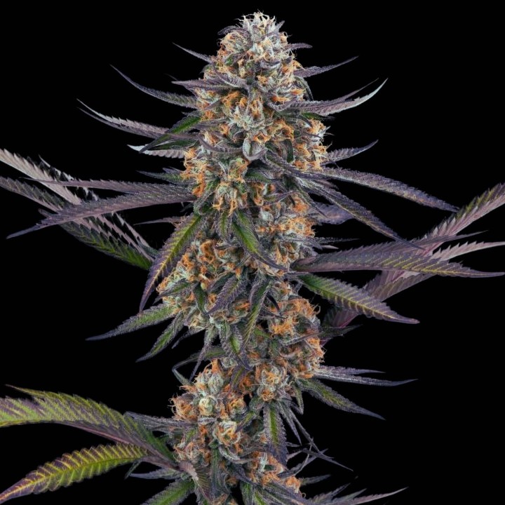 Purple Thai