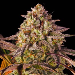 Sherbet