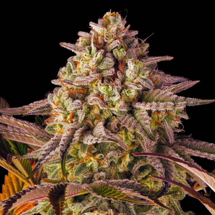 Sherbet