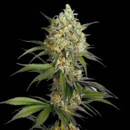 Sour Diesel