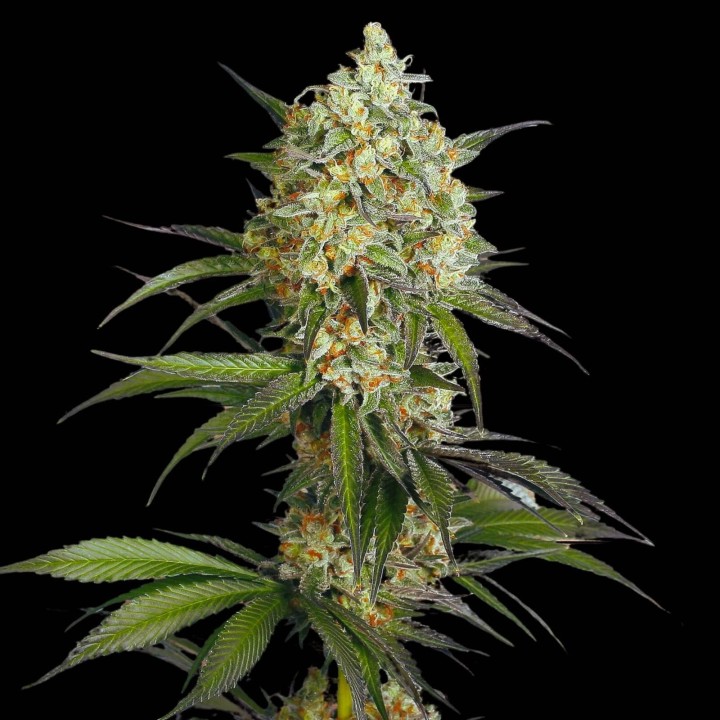 Sour Diesel