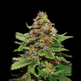 Strawberry Cough