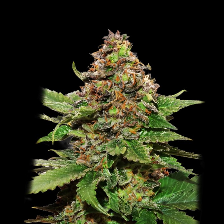 Strawberry Cough