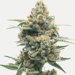Tangie