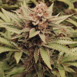 Tropicana Cookies