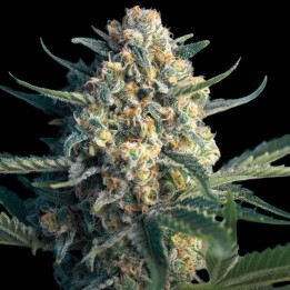Afghan Kush Auto