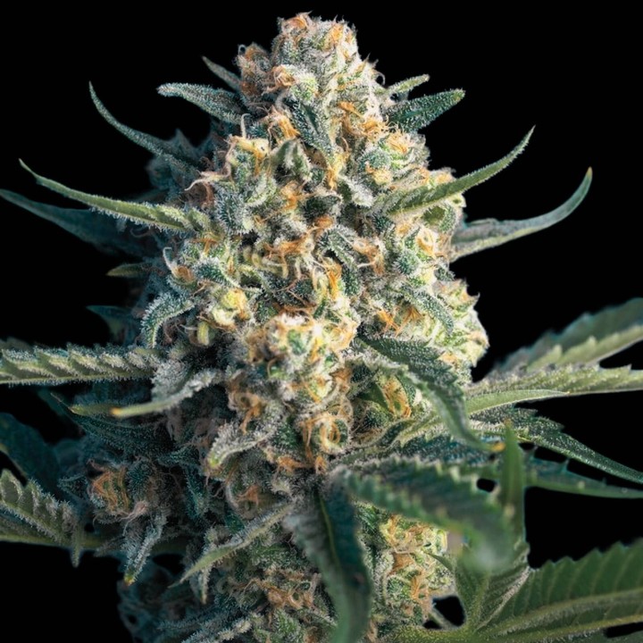 Afghan Kush Auto