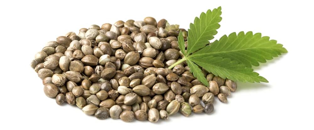 Bulk cannabis seeds